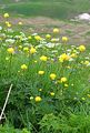 Trollblume - Trollius europaeus L.