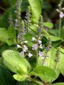 Wald-Ehrenpreis - Veronica officinalis L.