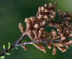 Taxodium distichum (Echte Sumpfzypresse) - Blüten