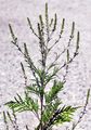 Ragweed - Ambrosia artemisiifolia L.