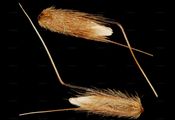 Wohlriechendes Ruchgras - Anthoxanthum odoratum L.