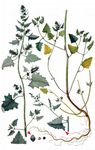 Kahle Melde - Atriplex glabriuscula Edmondston 