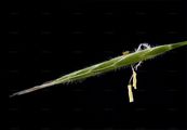 False Brome - Brachypodium sylvaticum (Huds.) P. Beauv.