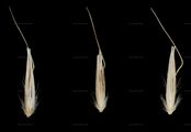 Wald-Reitgras - Calamagrostis arundinacea (L.) Roth