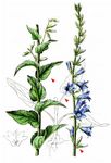 Bologneser Glockenblume - Campanula bononiensis L. 