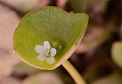 Springbeauty - Claytonia perfoliata Willd.