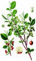 Felsen-Zwergmispel - Cotoneaster integerrimus Medik.