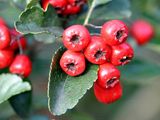 Midland Hawthorn - Crataegus laevigata (Poir.) DC.