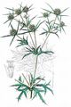 Field Eryngo - Eryngium campestre L.