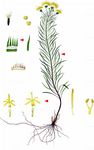 Gold-Aster - Galatella linosyris (L.) Rchb. f. 