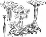 Frühlings-Enzian - Gentiana verna L.
