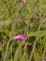 Dachziegelige Siegwurz - Gladiolus imbricatus L.