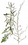 Ruten-Lattich - Lactuca viminea (L.) J. Presl & C. Presl 