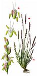 Zwerggras - Mibora minima (L.) Desv. 