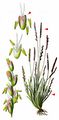 Early Sand-Grass - Mibora minima (L.) Desv.