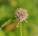 Kugelige Teufelskralle - Phyteuma orbiculare L.