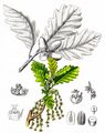 Sessile Oak - Quercus petraea (Matt.) Liebl.