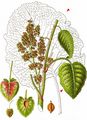 Monk's-Rhubarb - Rumex alpinus L.