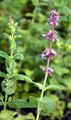Whorled Clary - Salvia verticillata L.