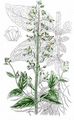 Green Figwort - Scrophularia umbrosa Dumort.