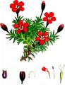 Stängelloses Leimkraut - Silene acaulis (L.) Jacq.