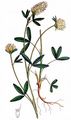 Blaßgelber Klee - Trifolium ochroleucon Huds.