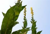 Windblumen-Königskerze - Verbascum phlomoides L.