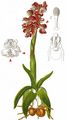 Green-Winged Orchid - Anacamptis morio (L.) R. M. Bateman, Pridgeon & M. W. Chase