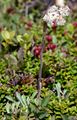 Karpaten-Katzenpfötchen - Antennaria carpatica (Wahlenb.) Bluff & Fingerh.