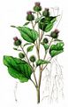 Lesser Burdock - Arctium minus (Hill) Bernh.