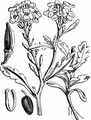 Sea Rocket - Cakile maritima Scop.