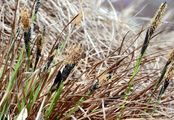 Rasen-Segge - Carex cespitosa L.