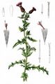 Acker-Kratzdistel - Cirsium arvense (L.) Scop.