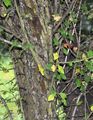 Midland Hawthorn - Crataegus laevigata (Poir.) DC.