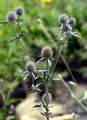 Blue Eryngo - Eryngium planum L.