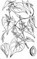 Winden-Knöterich - Fallopia convolvulus (L.) Á. Löve
