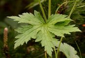 Wood Crane's-Bill - Geranium sylvaticum L.