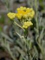 Strawflower - Helichrysum arenarium (L.) Moench