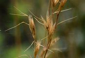 Meadow Oat-Grass - Helictochloa pratensis (L.) Romero Zarco