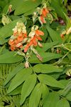 Gelbe Platterbse - Lathyrus laevigatus (Waldst. & Kit.) Gren. 
