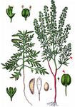 Schutt-Kresse - Lepidium ruderale L. 