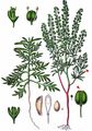 Narrow-Leaved Pepperwort - Lepidium ruderale L.