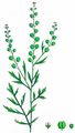 Garten-Kresse - Lepidium sativum L.