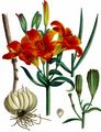 Acker-Feuerlilie - Lilium bulbiferum L.