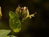 Honeysuckle - Lonicera periclymenum L.