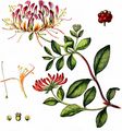 Honeysuckle - Lonicera periclymenum L.