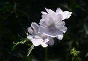Musk-Mallow - Malva moschata L.