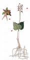 Lesser Twayblade - Neottia cordata (L.) Rich.