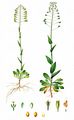 Alpine Penny-Cress - Noccaea caerulescens (J. Presl & C. Presl) F. K. Mey.