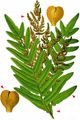 Royal Fern - Osmunda regalis L.
